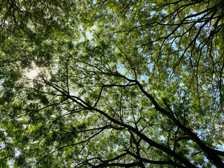 trees with dense twigs and leaves