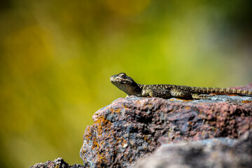 lizard on the rock 01