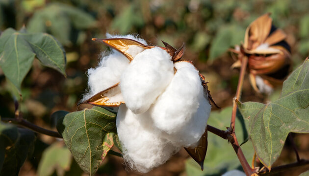 Cotton is a soft, fluffy staple fiber that grows in a boll, or protective case; the plant protects the product