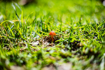 mushroom on grass