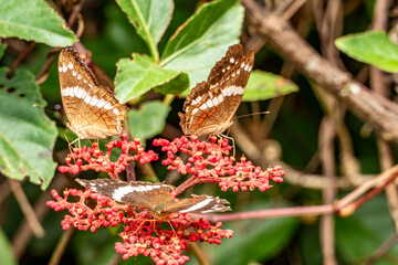 three admiral butterflies at a blooming bud having a meal - obrazy, fototapety, plakaty
