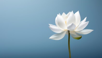 Lotus flower on blue background, meditation, serenity and spirituality concept, illustration of a blooming white Lotus flower