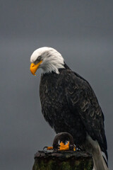 american bald eagle