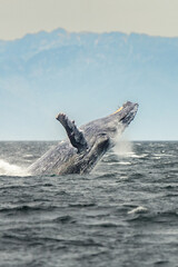 Humpback whale breach