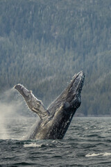 Naklejka premium Humpback whale breach