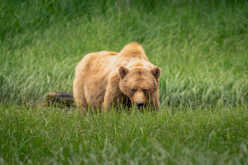 grizzly bear