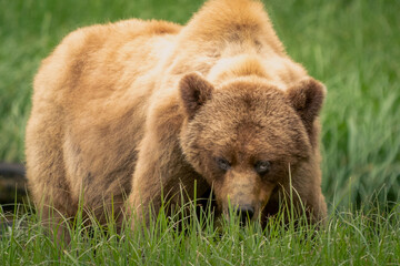 grizzly bear