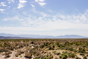 Desert in Arizona with green bushes and cacti on a sunny day with blue sky and white clouds. Nature...