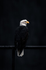 American bald eagle