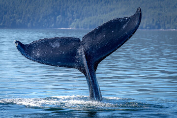Fototapeta premium humpback whale tail