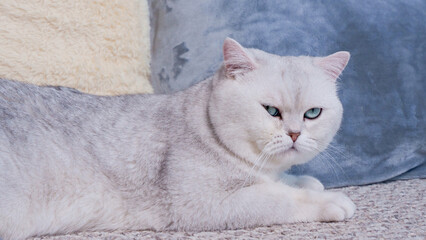 Fluffy kitty looking at camera on green background, front view. Cute young short hair white cat sitting in hands with copy space. Stripped kitten with blue eyes