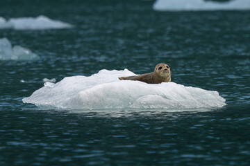 Naklejka premium seal on ice