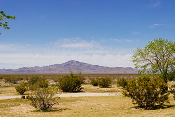 Desert in Arizona with green bushes and cacti on a sunny day with blue sky and white clouds....