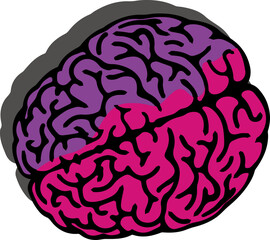 脳みそ（brain）(PNG)