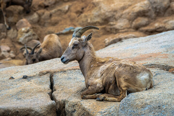 2023-12-31 A LONE BIGHORN SHEEP RESTING ON ROCKS WITH A CLAM LOOK AND A BLURRED BACKGROUND