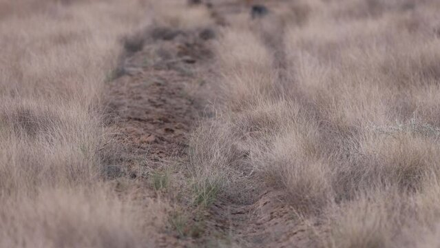 Desert Fox, Vulpes vulpes pusilla, dry crass, grassland, Desert National Park, Jaisalmer, Rajasthan, India