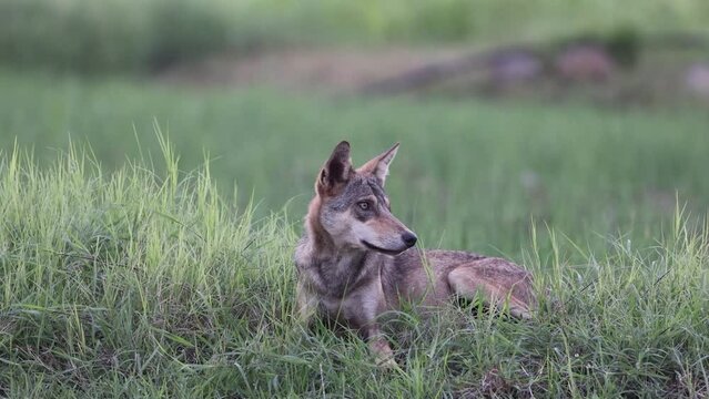 Indian Wolf, Canis lupus pallipes, wolf, walk, canid, sub adult, Maharashtra, India
