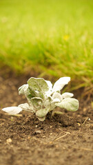 Fresh green sprouts of vegetables in spring on the field, soft focus. Growing young green seedling sprouts in cultivated agricultural farm field. Agricultural scene with red sprouts in soil.