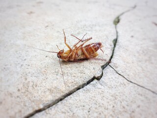 a Close-up photo of dying cockroach on cracked ground