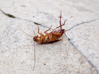 a dead cockroach on the cracked road in the morning