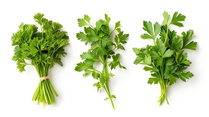 Mediterranean herbs and spices: set of fresh, healthy parsley leaves, twigs, and a small bunch isolated over a white background, cooking, food or diet and nutrition design elements : Generative AI