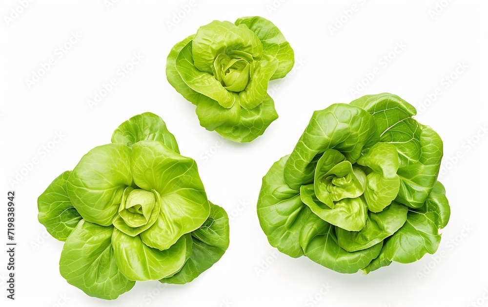 Poster set with leaves of butter lettuce isolated on white : generative ai