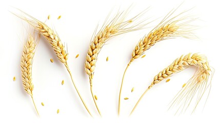 Wheat ears or heads set isolated on white background. Package design element : Generative AI