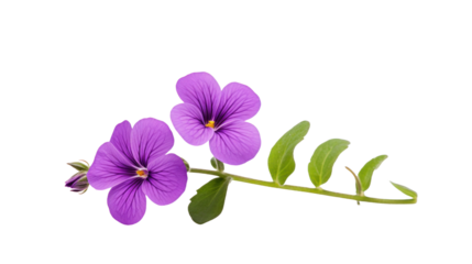 Aubrieta flower isolated on a transparent background