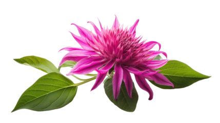 Bee Balm flower isolated on a transparent background