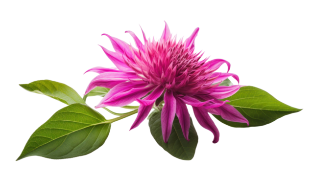 Bee Balm flower isolated on a transparent background