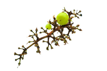 Green Grape Fruit or White Grape