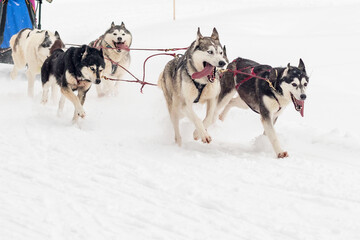 A group of hardy purebred dogs in a sled are running along a snowy track in a forest area.