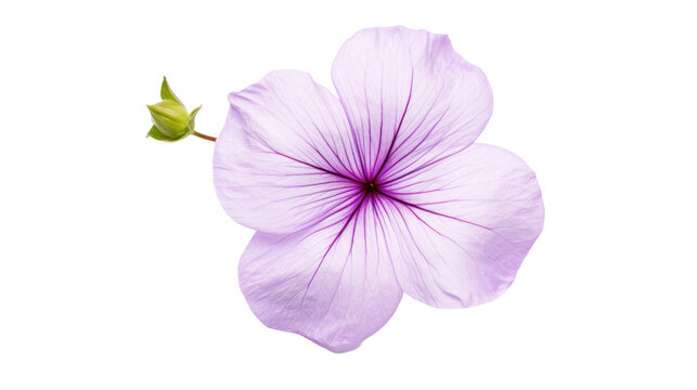 Browallia flower isolated on a transparent background
