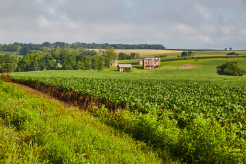 Fototapeta na wymiar Rural Ohio Soybean Fields with Red Brick Farmhouse