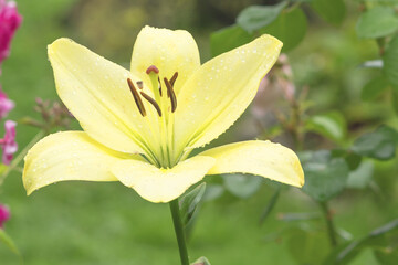 Blooming bud of a yellow bulbous lily on a summer garden flowerbed. 