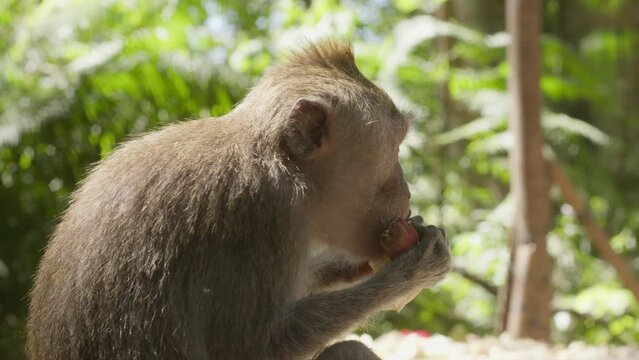 side profile of monkey eating in the jungle