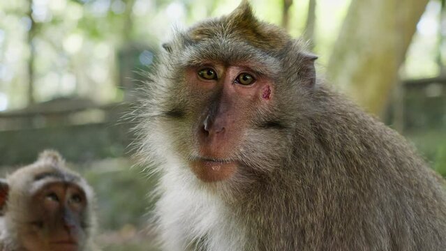 Mother monkey looking into camera whilst her baby is next to her, monkeys in the wild