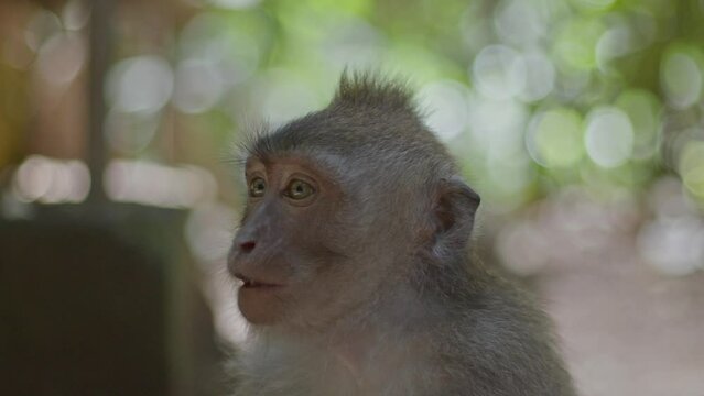 Extreme close up of a baby monkey eating. Cinematic monkey, monkey baby, 100mm lens
