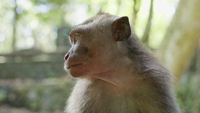 Closeup of a cute asian monkey in the forrest, tropical jungle, monkey baby