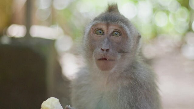 Baby monkey looking into the camera memorized by the camera
