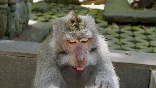 Big monkey eating flies of another monkeys back, monkey family