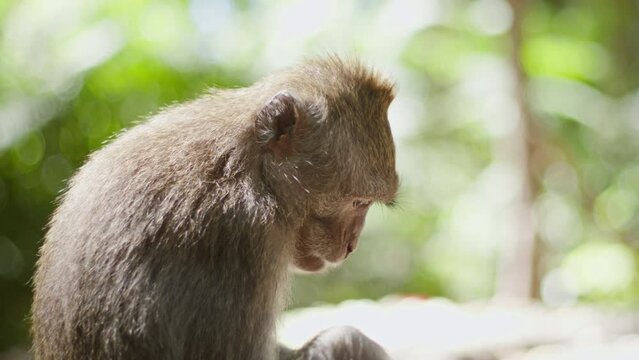 Side profile of a small long tailed monkey eating a potato