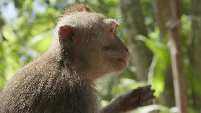 Side profile of a baby monkey eating