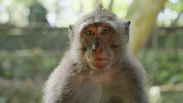 Cute baby monkey looking at camera confused, monkey in the wild, sad monkey