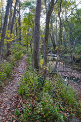 Autumn Woodland Trail with Evergreens and River, Bicentennial Acres