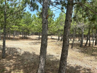 Obraz premium rows of trees