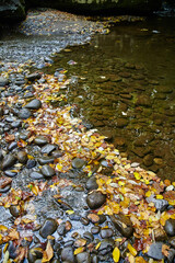 Autumn Leaves in Serene Creek Bed with River Stones, Smoky Mountains