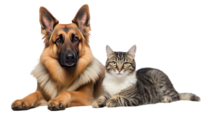 Cat and dog isolated on a transparent background