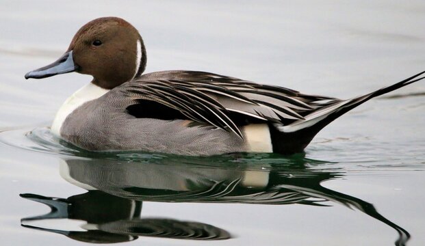 Pintail duck on the water
