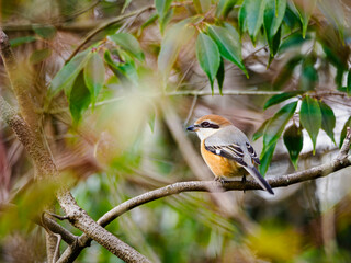 周囲を見回す百舌鳥